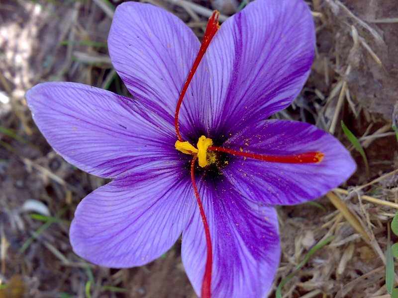 The properties of saffron: a healing elixir not only at the table